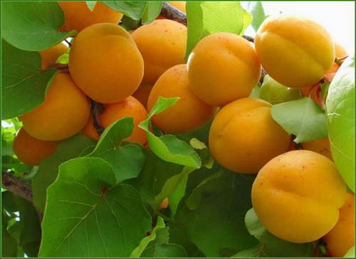 Як правильно посадити абрикос