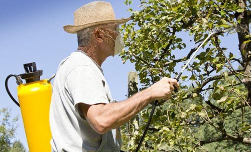 Как защитить яблоню и грушу от болезней и вредителей?