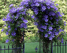 Цветочная арка в саду
