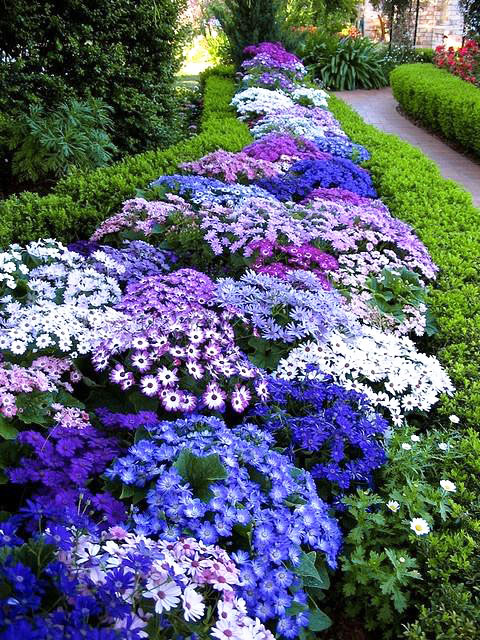 Синие цветы для сада