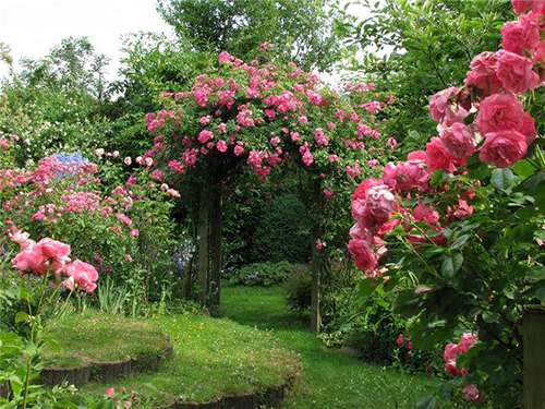 Арка из роз в саду