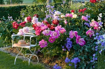 Багаторічні квіти для саду