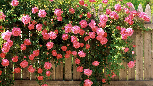 Как правильно посадить плетистую розу
