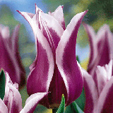Лилиецветные  тюльпаны