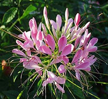 Клеома - цветок Брызги шампанского