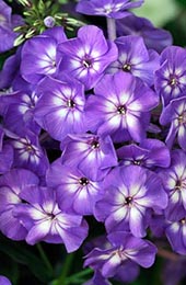 Флокс садовый Adessa Purple Star