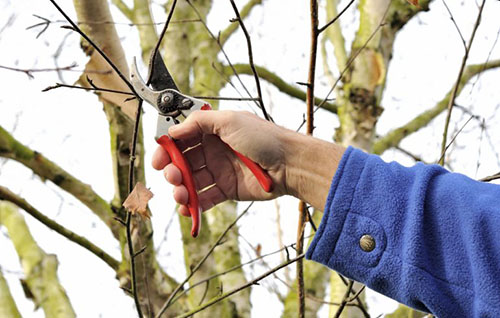 Как правильно  обрезать плодовые деревья