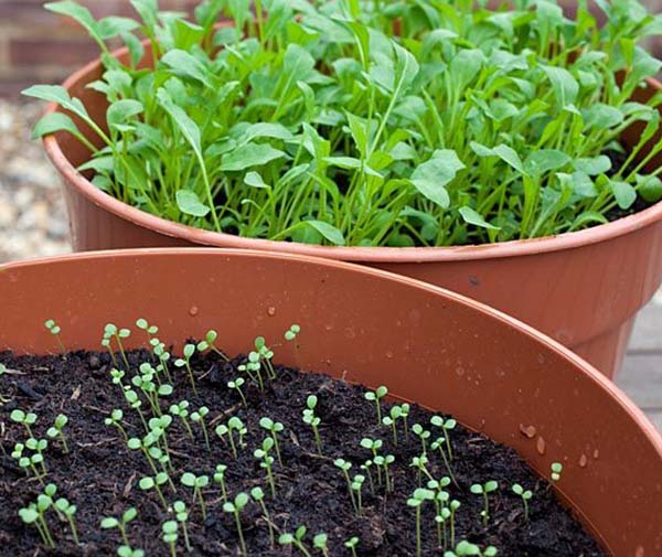 как вырастить  качественную рассадув