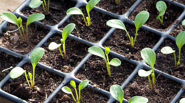 как вырастить  качественную рассадув